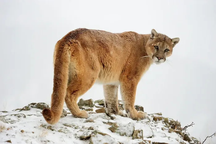 Framed Print : Mountain lion / Cougar / Puma (Felis concolor)- captive raised, Bozeman, Montana, USA Framed Print : Mountain lion / Cougar / Puma (Felis concolor)- captive raised, Bozeman, Montana, USA