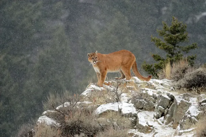 Framed Print : Mountain lion / Cougar / Puma (Felis concolor)- captive raised, Bozeman, Montana, USA Framed Print : Mountain lion / Cougar / Puma (Felis concolor)- captive raised, Bozeman, Montana, USA