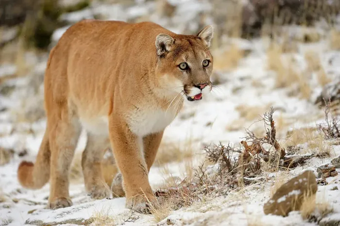 Framed Print : Mountain lion / Cougar / Puma (Felis concolor)- captive raised, Bozeman, Montana, USA Framed Print : Mountain lion / Cougar / Puma (Felis concolor)- captive raised, Bozeman, Montana, USA