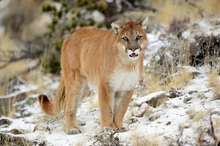Framed Print : Mountain lion / Cougar / Puma (Felis concolor)- captive raised, Bozeman, Montana, USA Framed Print : Mountain lion / Cougar / Puma (Felis concolor)- captive raised, Bozeman, Montana, USA