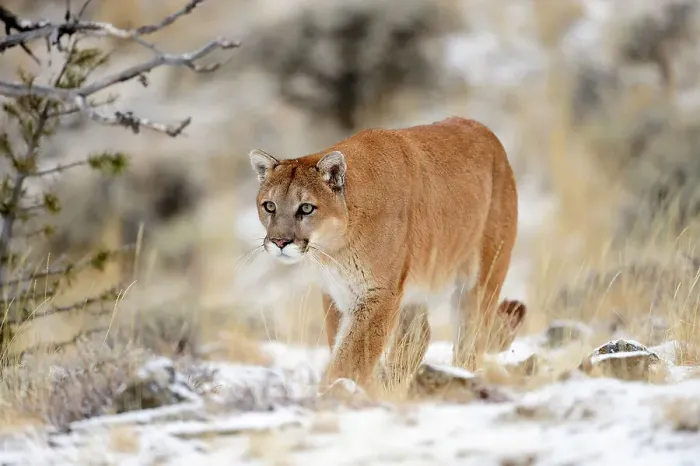 Framed Print : Mountain lion / Cougar / Puma (Felis concolor)- captive raised, Bozeman, Montana, USA
