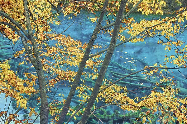Mountain mixed forest in autumn colours - China, Sichuan, Jiuzhaigou, Peacock Lake
