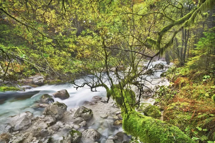 Framed Print : Mountain mixed forest grown over with mosses and mountain brook - Slovenia, Primorska
