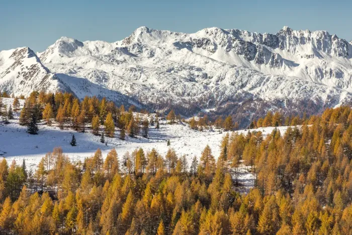 Framed Print : Mountain peaks covered in snow with autumnal larches. Valmalenco, Valtellina, Sondrio Framed Print : Mountain peaks covered in snow with autumnal larches. Valmalenco, Valtellina, Sondrio