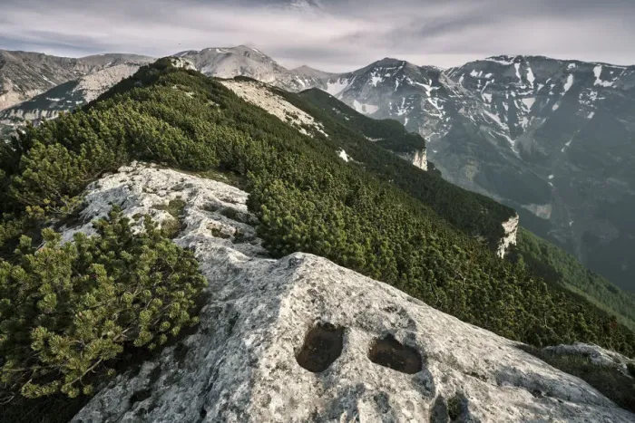 Framed Print : Mountain pine and limestone on the ridges of Maiella National Park - Abruzzo - Italy Framed Print : Mountain pine and limestone on the ridges of Maiella National Park - Abruzzo - Italy
