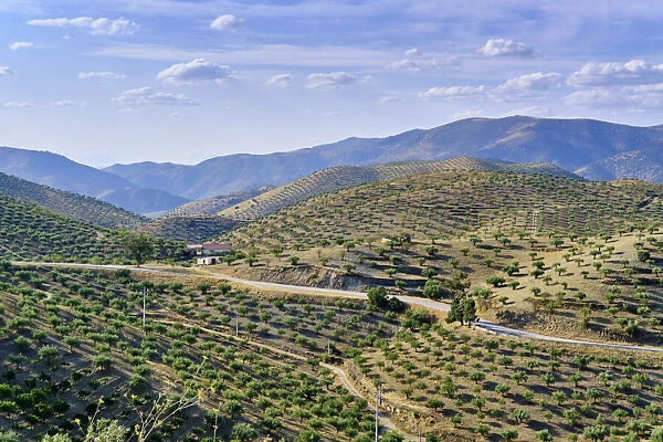Mountains full of olive trees near Barca d Alva, Alto Douro