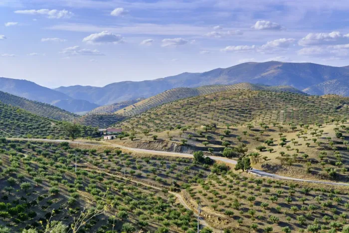 Framed Print : Mountains full of olive trees near Barca d Alva, Alto Douro Framed Print : Mountains full of olive trees near Barca d Alva, Alto Douro