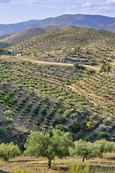 Mountains full of olive trees near Barca d Alva, Alto Douro