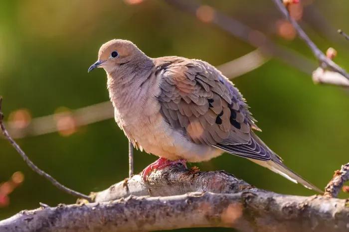 Framed Print : Mourning dove ( Zenaida macroura), Greater Sudbury, Ontario, Canada Framed Print : Mourning dove ( Zenaida macroura), Greater Sudbury, Ontario, Canada