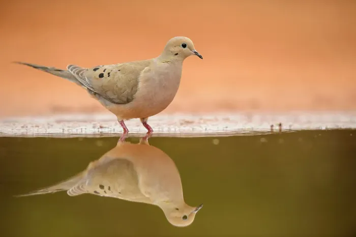 Framed Print : Mourning dove ( Zenaida macroura), Santa Clara Ranch, Starr County, Texas, USA Framed Print : Mourning dove ( Zenaida macroura), Santa Clara Ranch, Starr County, Texas, USA