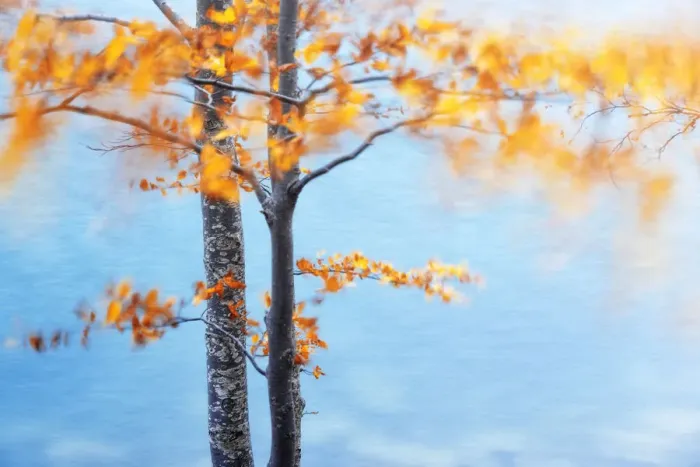 Framed Print : Moving leaves during a windy autumn day at Lago Santo, Appennines, Emilia Romagna, Italy Framed Print : Moving leaves during a windy autumn day at Lago Santo, Appennines, Emilia Romagna, Italy