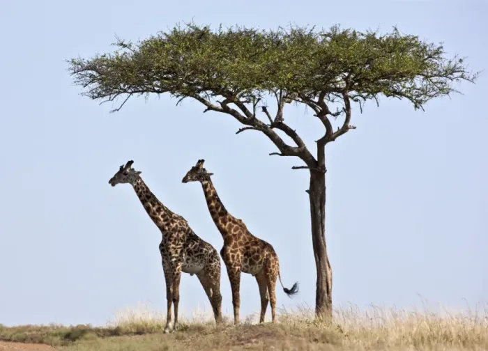 Framed Print : Two Msai giraffes shade themselves beneath a Balanites tree on the plains of the Masai Mara National Framed Print : Two Msai giraffes shade themselves beneath a Balanites tree on the plains of the Masai Mara National