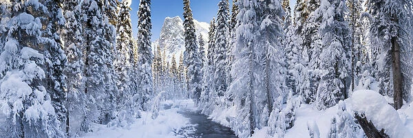 Mt. Burgess & Snow-covered Pine Trees, Yoho National Park, British Columbia, Canada