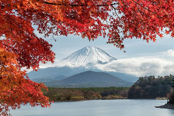 Mt. Fuji Framed by Red Maple Tree, Lake Shōji, Fujikawaguchiko, Yamanashi Prefecture, Japan