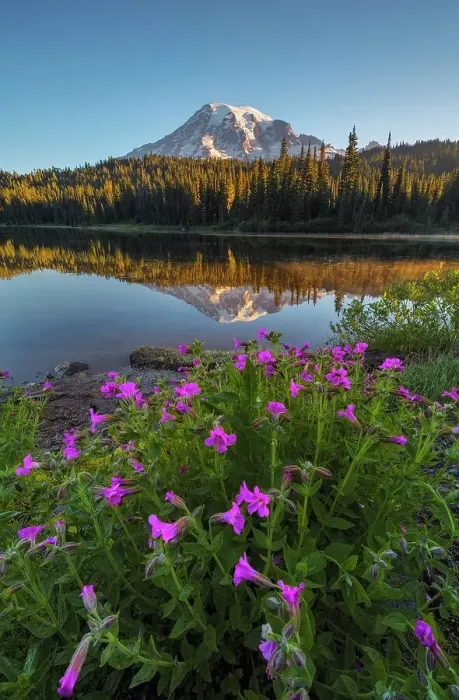 Framed Print : Mt. Rainier reflected in Reflection Lakes with Wildflowers at front, Nationalpark Mt. Rainier, North West, Washington State, USA Framed Print : Mt. Rainier reflected in Reflection Lakes with Wildflowers at front, Nationalpark Mt. Rainier, North West, Washington State, USA