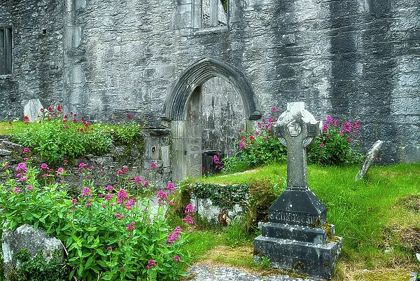Muckross Abbey ruins and gravestones, Killarney National Park, Killarney, Ring of Kerry, Co. Kerry, Ireland, Europe
