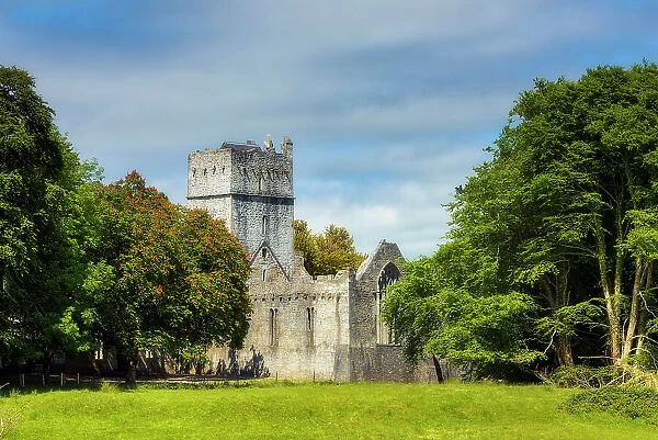 Muckross Abbey ruins, Killarney National Park, Killarney, Ring of Kerry, Co. Kerry, Ireland, Europe