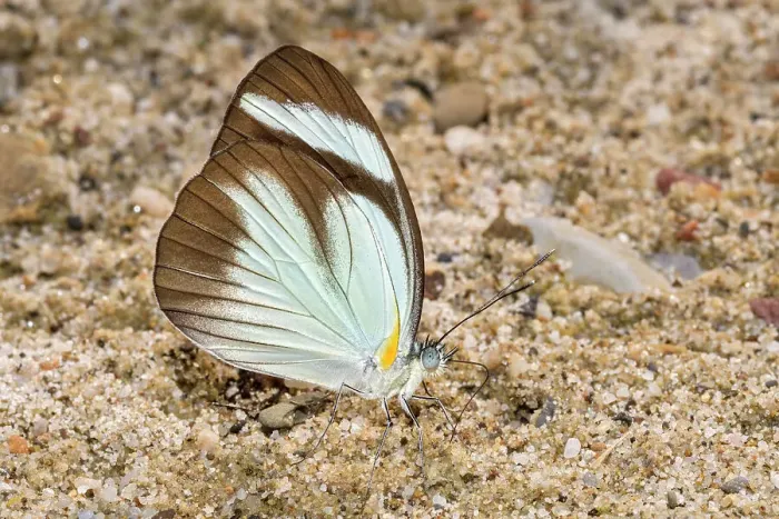 Framed Print : Mud-puddling Black-banded Whites butterfly (Itaballia demophile), Tarapoto, Peru Framed Print : Mud-puddling Black-banded Whites butterfly (Itaballia demophile), Tarapoto, Peru