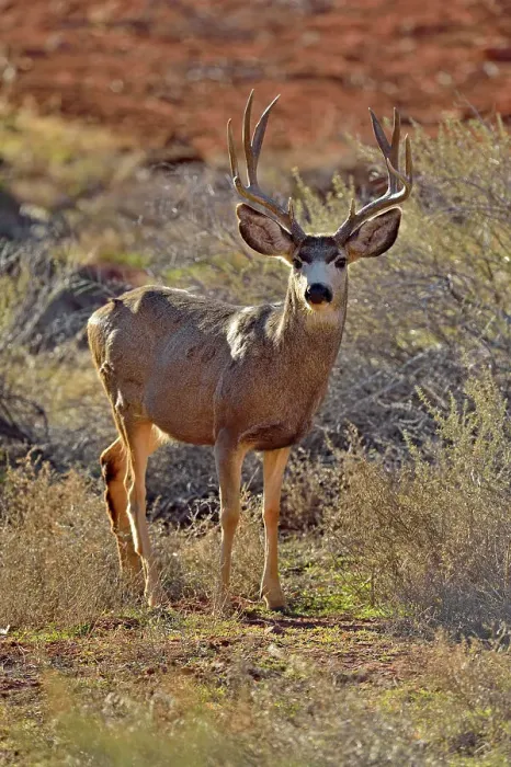 Framed Print : Mule deer, buck with winter antlers, Zion National Park, Utah, USA