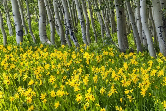 Framed Print : Mules Ear Sunflowers & Aspens, Crested Butte, Colorado, USA Framed Print : Mules Ear Sunflowers & Aspens, Crested Butte, Colorado, USA