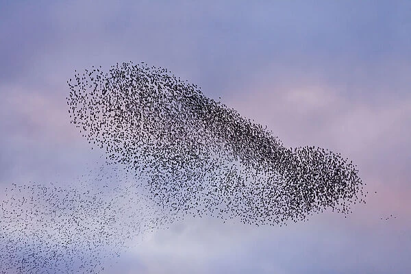 A murmuration of starlings (Sturnus vulgaris) coming in to roost at Shapwick