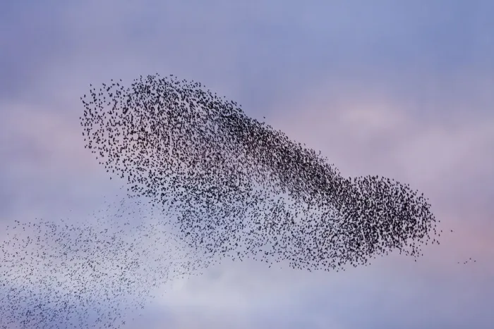 Framed Print : A murmuration of starlings (Sturnus vulgaris) coming in to roost at Shapwick