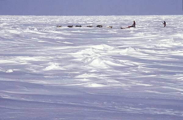 Musher and dog team on frozen Chukchi Sea