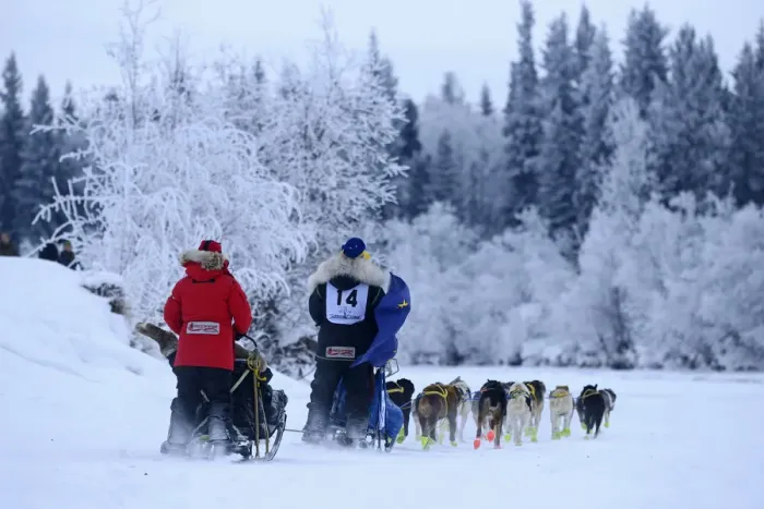 Framed Print : Musher near the start for Yukon Quest, Fairbanks, Alaska, USA Framed Print : Musher near the start for Yukon Quest, Fairbanks, Alaska, USA