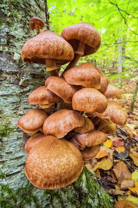 Framed Print : Mushroom cluster on birch tree in woodlands near Rosseau, Ontario, Canada Framed Print : Mushroom cluster on birch tree in woodlands near Rosseau, Ontario, Canada