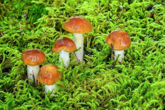 Framed Print : Mushrooms (Cortinarius collinitus) in mossy woodland understory, Mendenhall Lake Campground, Juneau, Alaska, USA Framed Print : Mushrooms (Cortinarius collinitus) in mossy woodland understory, Mendenhall Lake Campground, Juneau, Alaska, USA