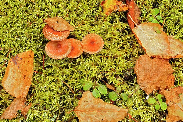 Mushrooms, moss and autumn leaves Ear Falls, Ontario, Canada