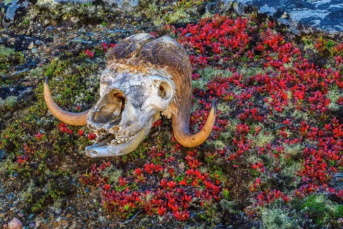 Framed Print : Musk ox skull in the tundra, Tasiujaq, Nunavik, Canada Framed Print : Musk ox skull in the tundra, Tasiujaq, Nunavik, Canada