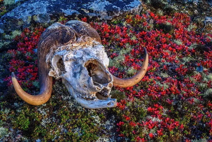 Framed Print : Musk ox skull in the tundra, Tasiujaq, Nunavik, Canada Framed Print : Musk ox skull in the tundra, Tasiujaq, Nunavik, Canada