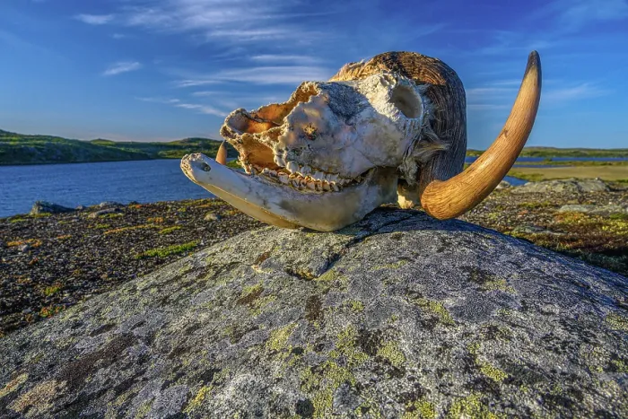 Framed Print : Musk ox skull in the tundra, Tasiujaq, Nunavik, Canada Framed Print : Musk ox skull in the tundra, Tasiujaq, Nunavik, Canada