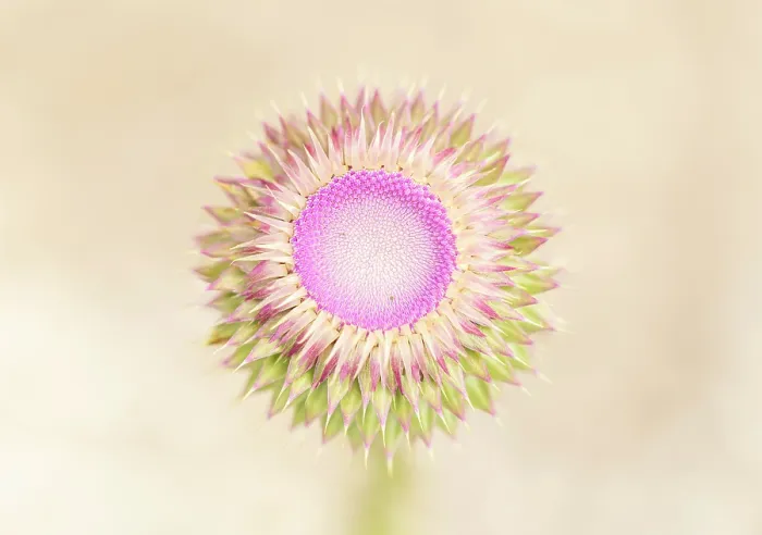 Framed Print : Musk Thistle (Carduus nutans) flower bud opening, Rhodope Mountains, Bulgaria, May 2025