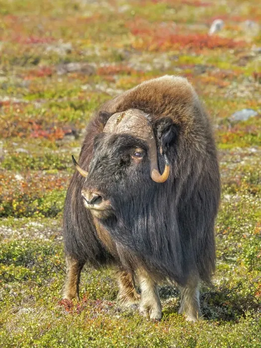 Framed Print : Muskok (Ovibos moschatus) bull, Nunavik, Quebec, Canada Framed Print : Muskok (Ovibos moschatus) bull, Nunavik, Quebec, Canada