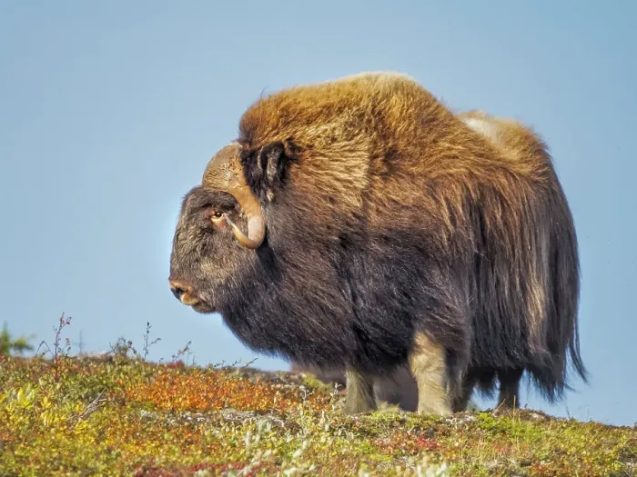 Framed Print : Muskok (Ovibos moschatus) bull, Nunavik, Quebec, Canada Framed Print : Muskok (Ovibos moschatus) bull, Nunavik, Quebec, Canada