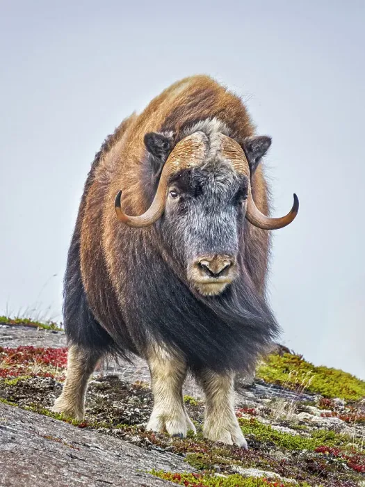 Framed Print : Muskok (Ovibos moschatus) bull, Nunavik, Quebec, Canada Framed Print : Muskok (Ovibos moschatus) bull, Nunavik, Quebec, Canada