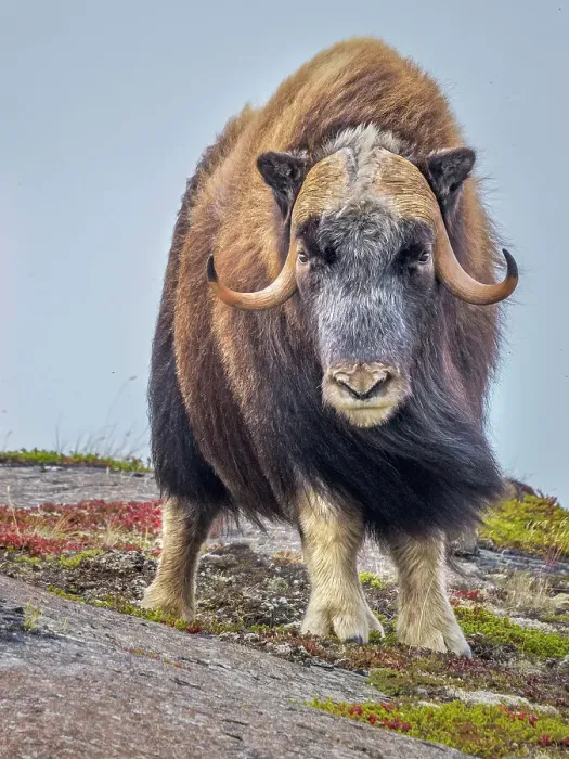 Framed Print : Muskok (Ovibos moschatus) bull, Nunavik, Quebec, Canada Framed Print : Muskok (Ovibos moschatus) bull, Nunavik, Quebec, Canada