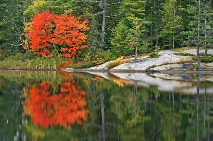 Framed Print : Muskoka (Adirondack) chairs and Red maple tree (Acer rubrum) at Grundy Lake Grundy Lake Provincial Park, Ontario, Canada Framed Print : Muskoka (Adirondack) chairs and Red maple tree (Acer rubrum) at Grundy Lake Grundy Lake Provincial Park, Ontario, Canada