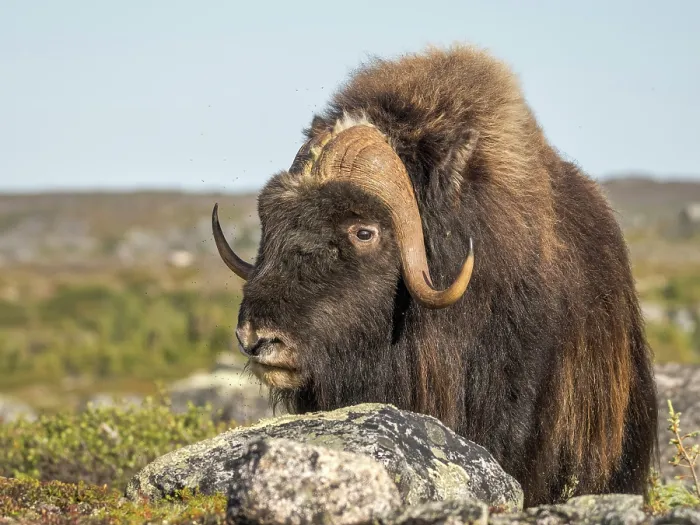Framed Print : Muskox bull (Ovibos moschatus), Nunavik, Quebec, Canada Framed Print : Muskox bull (Ovibos moschatus), Nunavik, Quebec, Canada