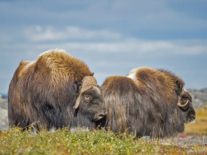 Framed Print : Muskox (Ovibos moschatus) bull and cow, Nunavik, Quebec, Canada Framed Print : Muskox (Ovibos moschatus) bull and cow, Nunavik, Quebec, Canada