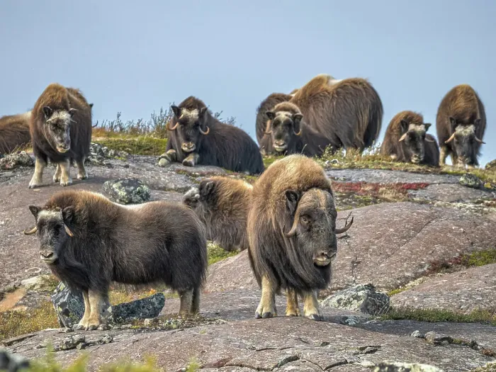 Framed Print : Muskox (Ovibos moschatus) bull with herd, in tundra habitat of Nunavik, Quebec Framed Print : Muskox (Ovibos moschatus) bull with herd, in tundra habitat of Nunavik, Quebec