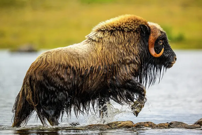 Framed Print : Muskox (Ovibos moschatus) Emerging from a swim in the lake, Tasiujaq, Nunavik, Canada