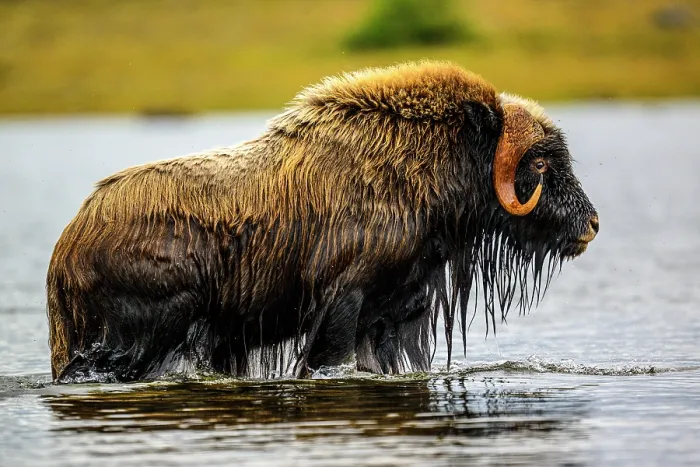 Framed Print : Muskox (Ovibos moschatus) Emerging from a swim in the lake, Tasiujaq, Nunavik, Canada