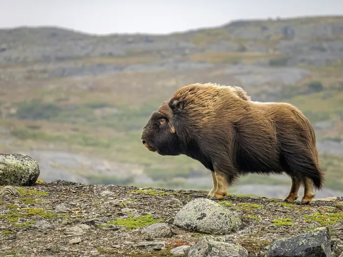 Framed Print : Muskox (Ovibos moschatus) facing into strong winds on the tundra in Nunavik, Quebec Framed Print : Muskox (Ovibos moschatus) facing into strong winds on the tundra in Nunavik, Quebec