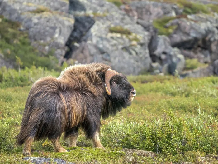 Framed Print : Muskox (Ovibos moschatus) family at a small lake in Nunavik, Quebec Framed Print : Muskox (Ovibos moschatus) family at a small lake in Nunavik, Quebec