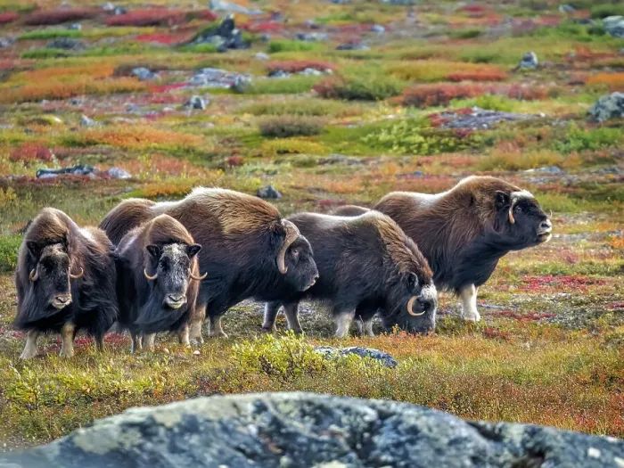 Framed Print : Muskox (Ovibos moschatus) herd on the tundra in Nunavik, Quebec, Canada Framed Print : Muskox (Ovibos moschatus) herd on the tundra in Nunavik, Quebec, Canada
