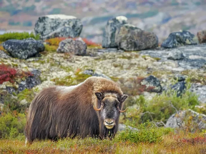 Framed Print : Muskox (Ovibos moschatus), Nunavik, Quebec, Canada Framed Print : Muskox (Ovibos moschatus), Nunavik, Quebec, Canada