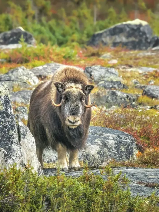 Framed Print : Muskox (Ovibos moschatus), Nunavik, Quebec, Canada Framed Print : Muskox (Ovibos moschatus), Nunavik, Quebec, Canada